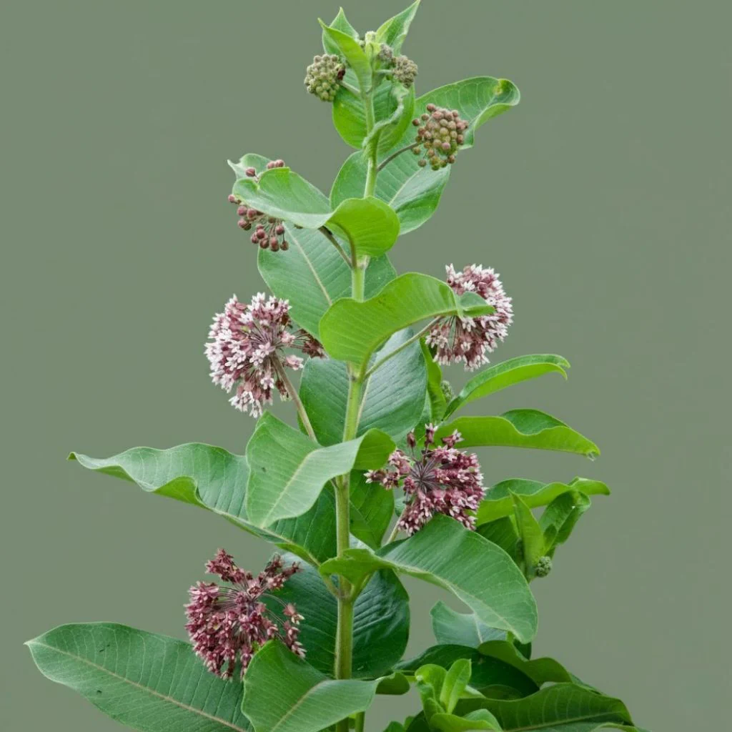 Common Milkweed