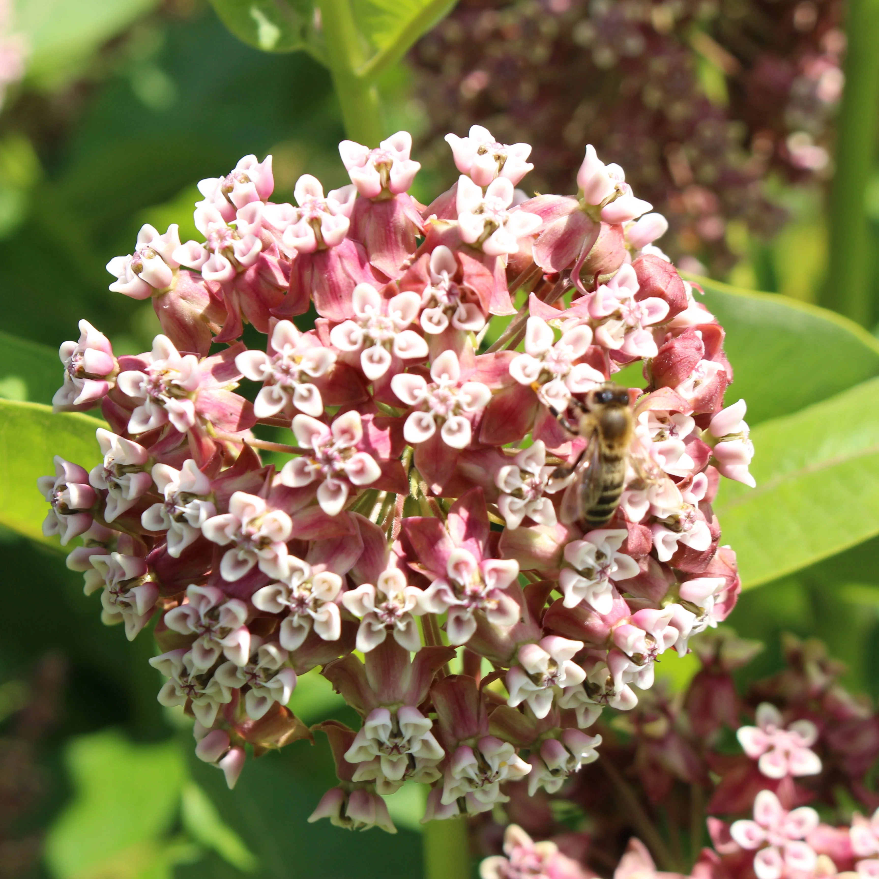 Common Milkweed - Image 4