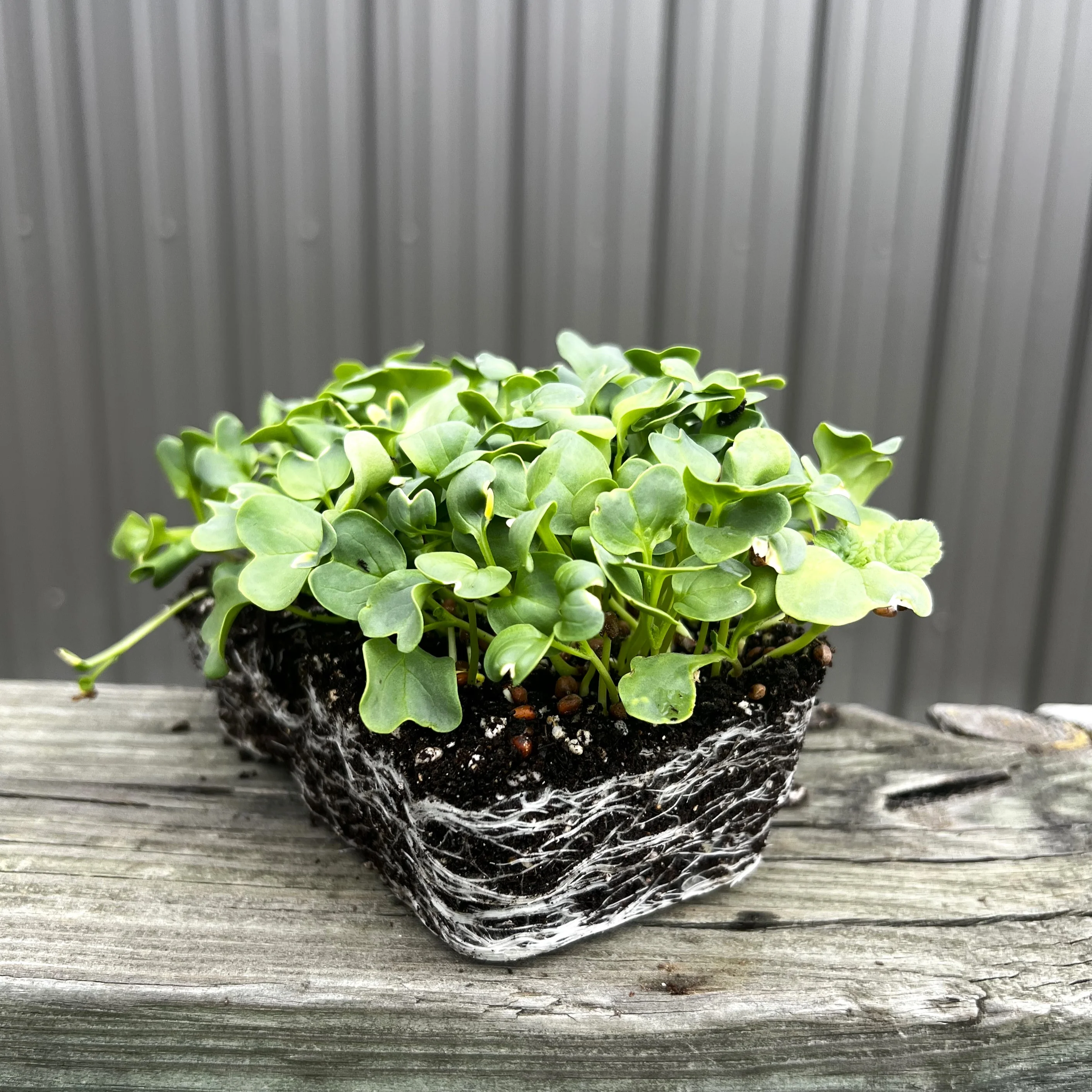 Daikon Radish Microgreens