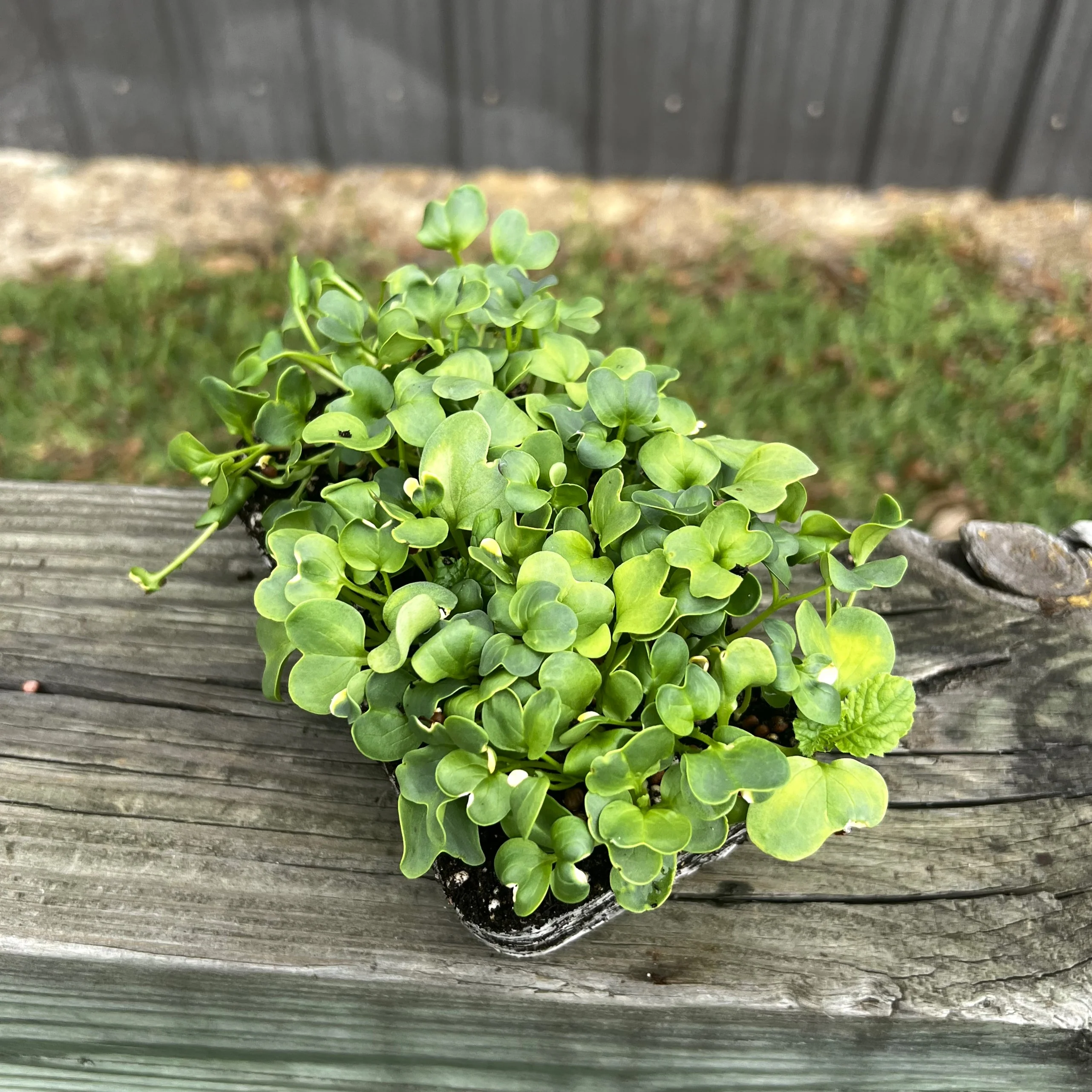 Daikon Radish Microgreens - Image 2