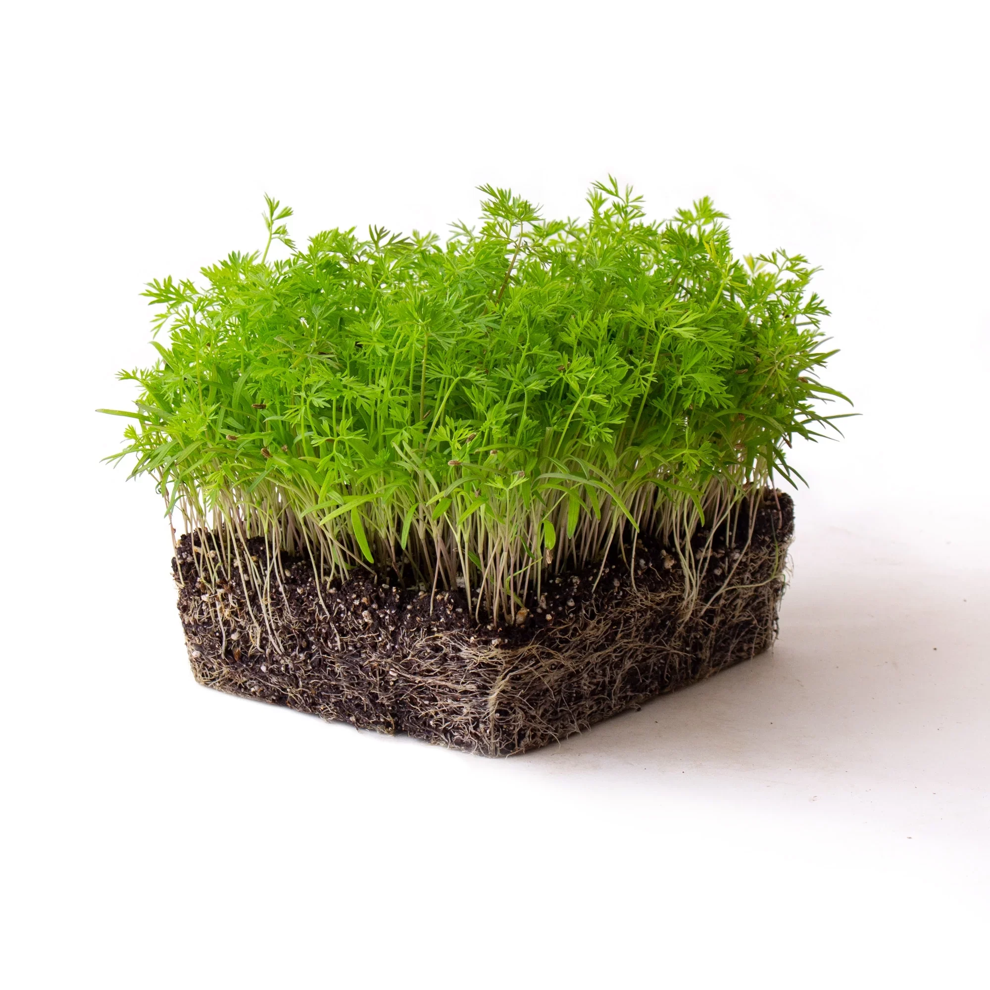 Danvers 126 Carrot Microgreens