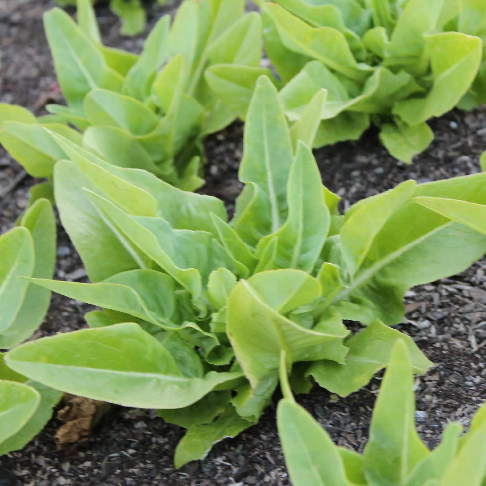 Deer Tongue Amish Lettuce