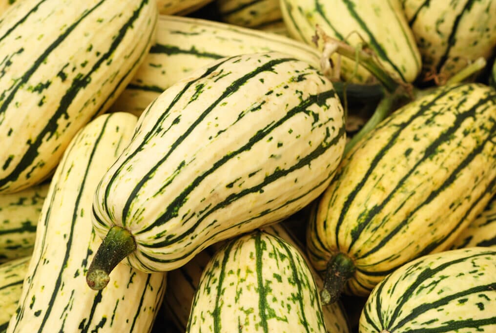 Delicata Winter Squash