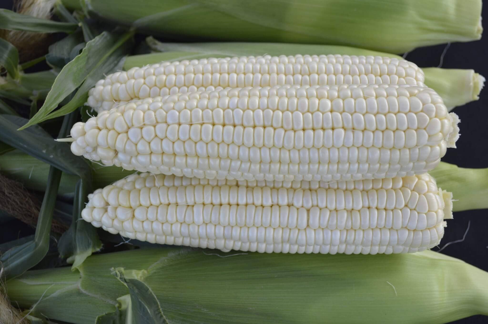 Devotion Hybrid Sweet Corn F1