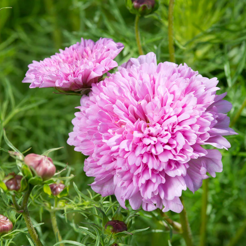 Double Dutch Rose Cosmos - Image 2