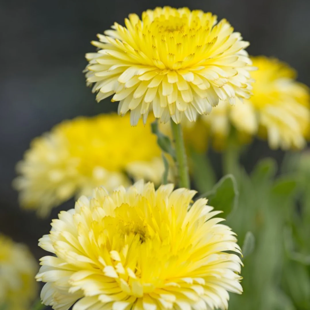 Double Lemon Calendula - Image 2
