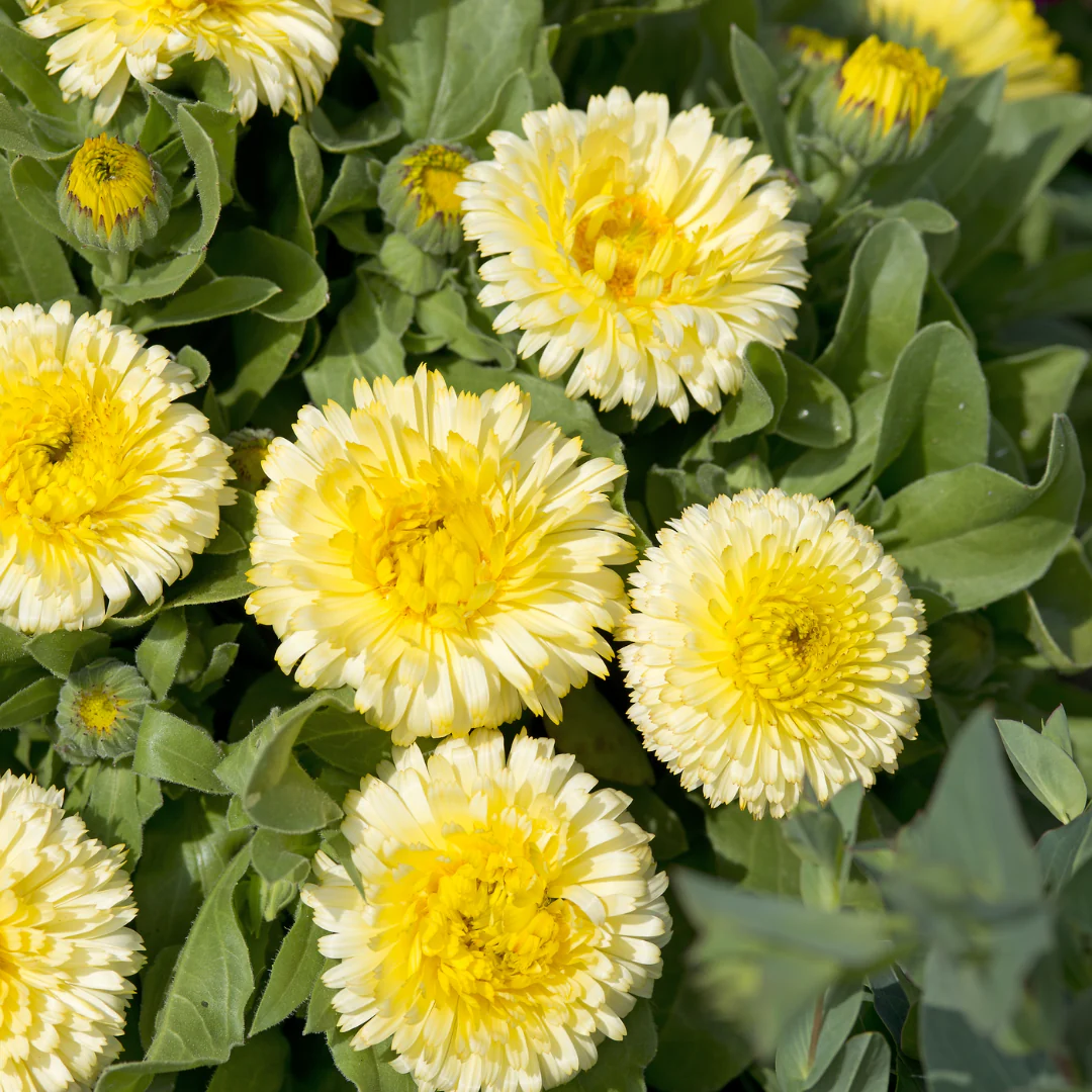 Double Lemon Calendula - Image 3