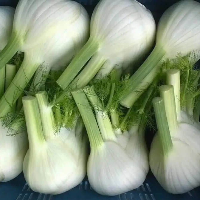 Dragon Hybrid Fennel F1