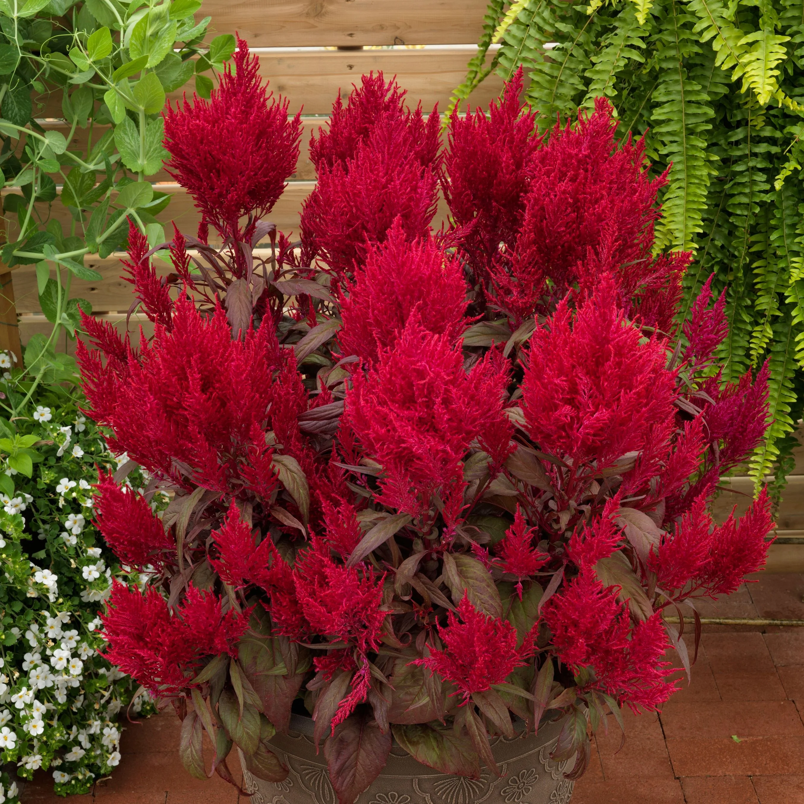 Dragon's Breath Celosia - Image 3
