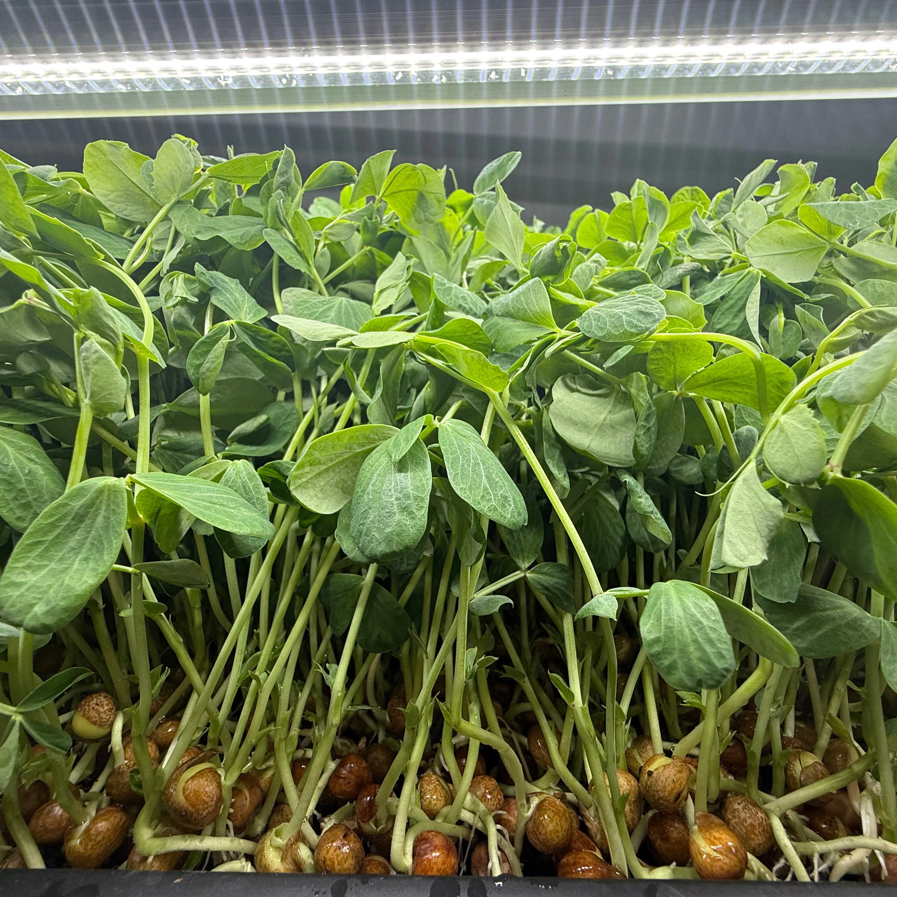Dunn Pea 2.0 Microgreens - Image 5