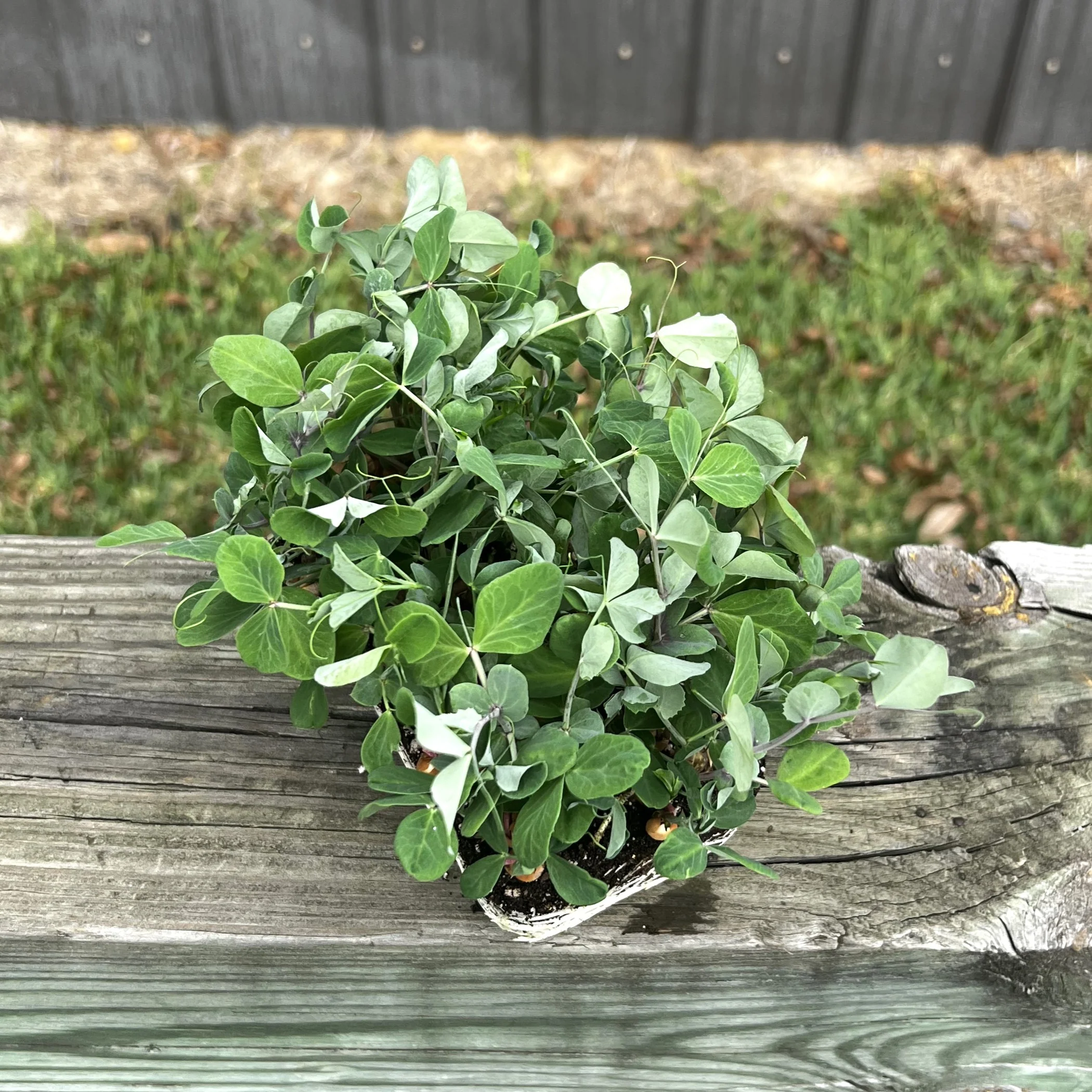 Dunn Pea Microgreens - Image 2