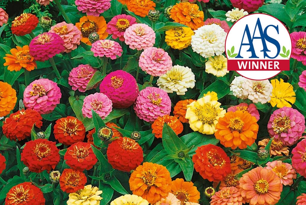 Dwarf Zinnia Mix