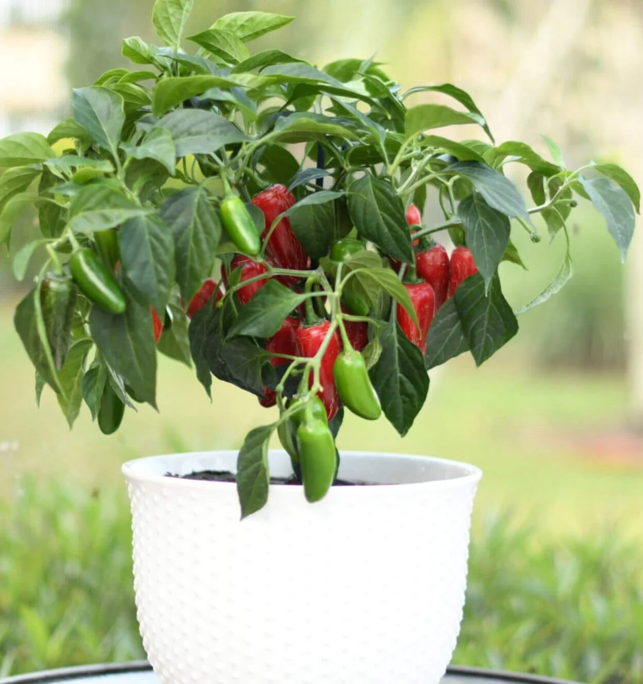 Early Flame Hybrid Pepper F1