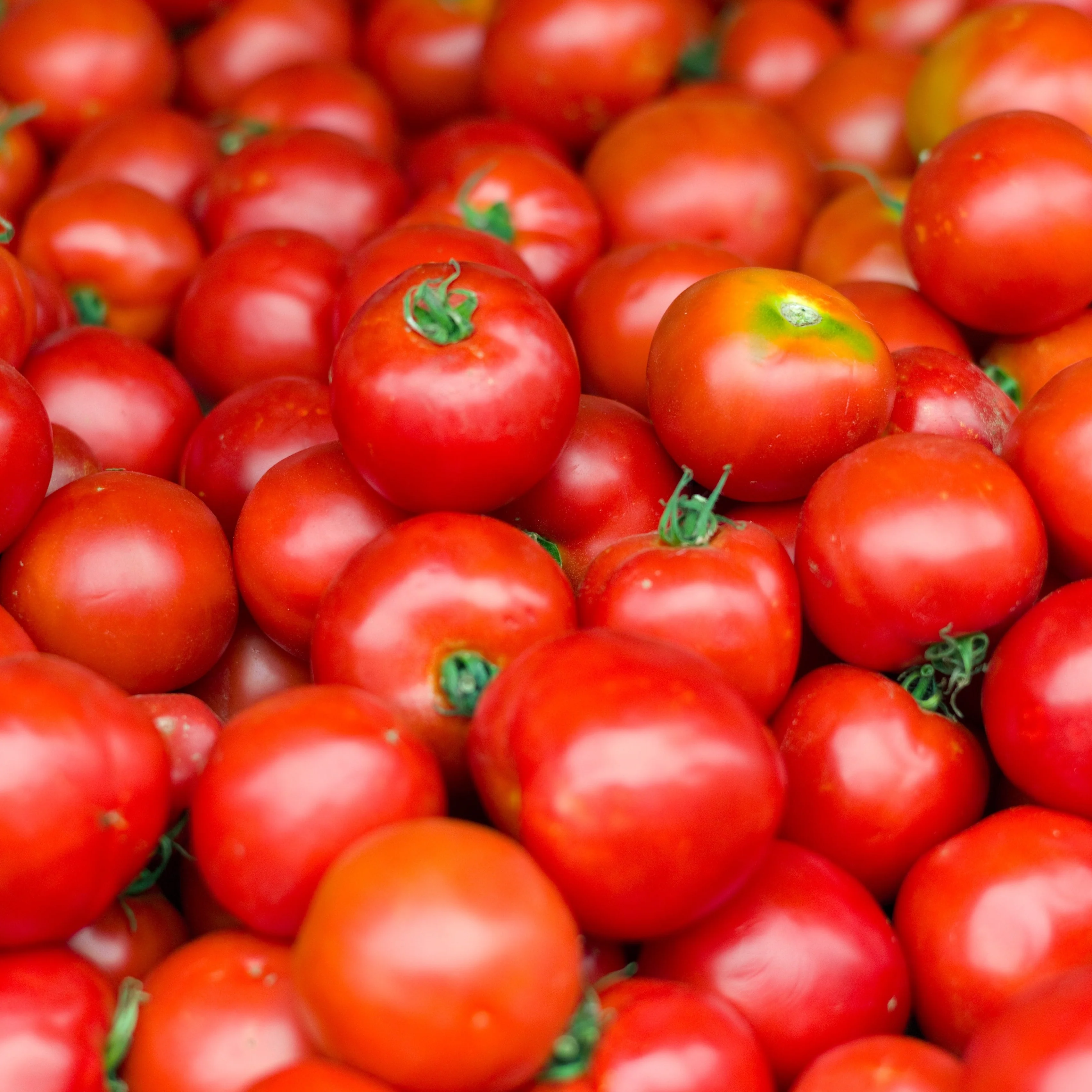 Early Girl Hybrid Tomato F1