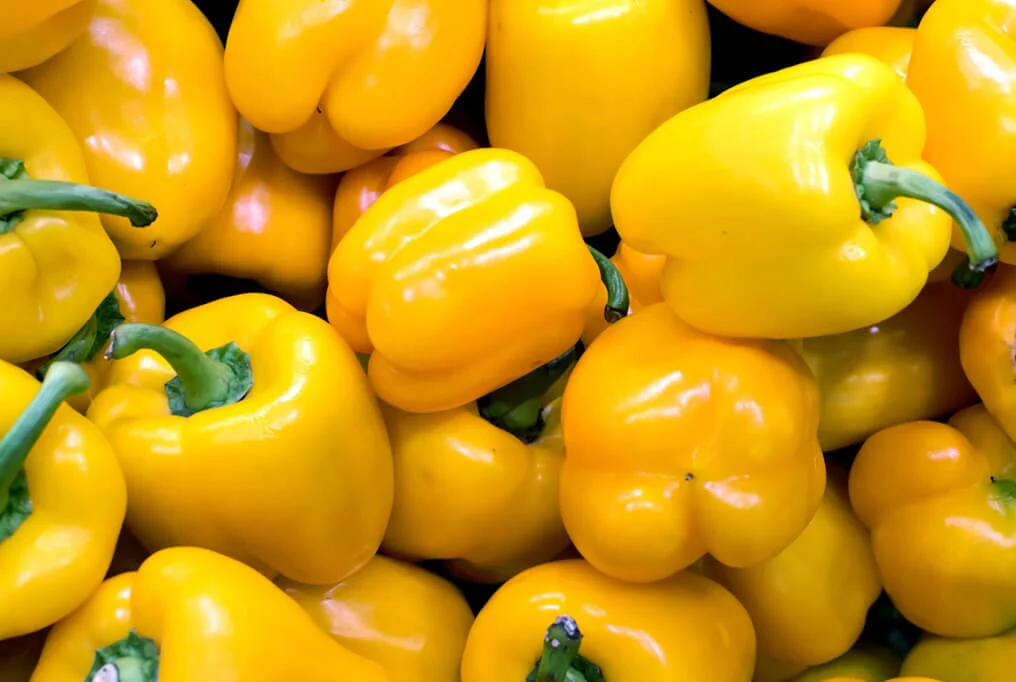 Early Sunsation Hybrid Bell Pepper F1
