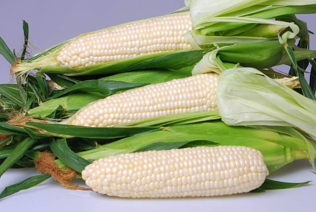 Eden Hybrid Sweet Corn F1