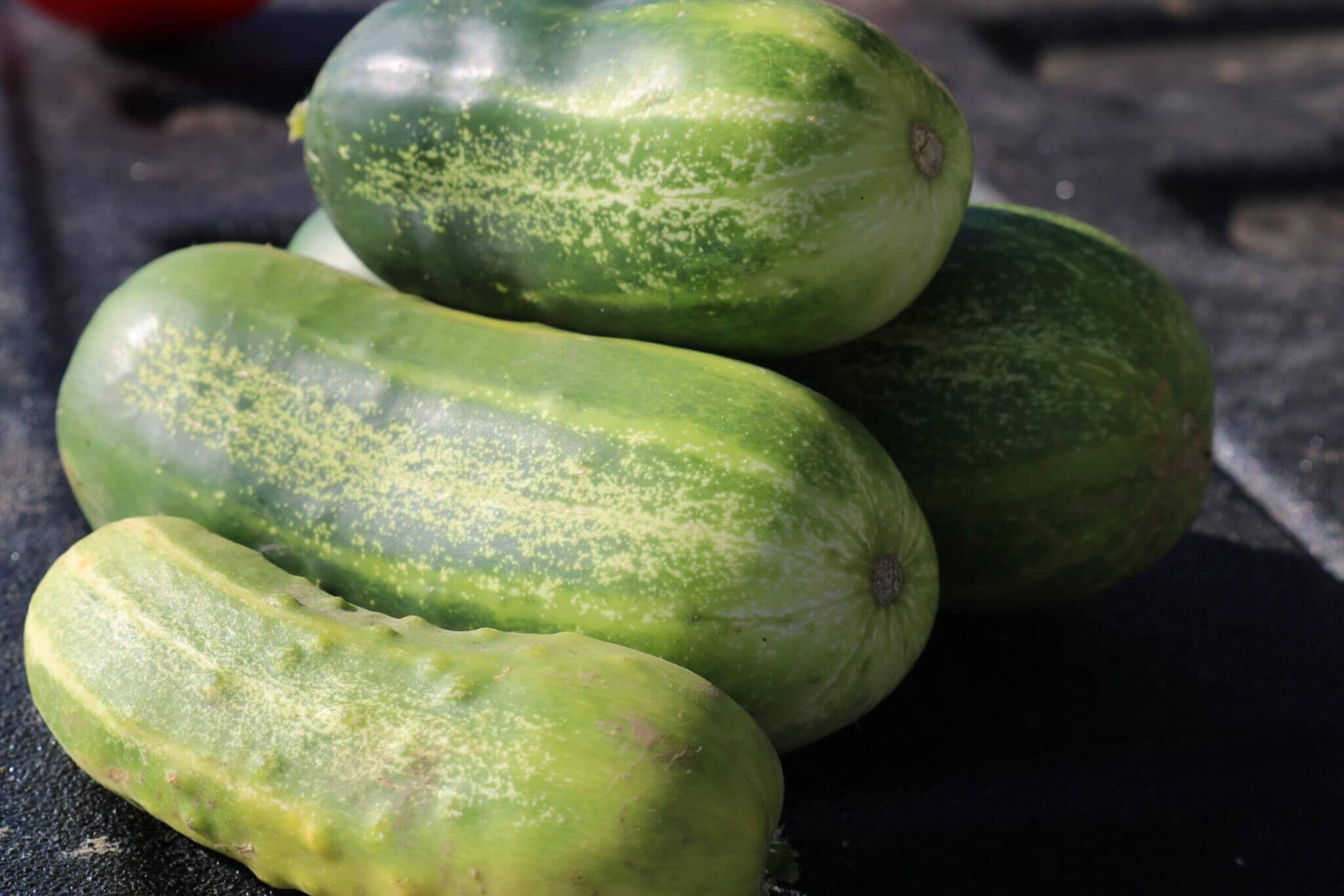 Eureka Hybrid Cucumber F1
