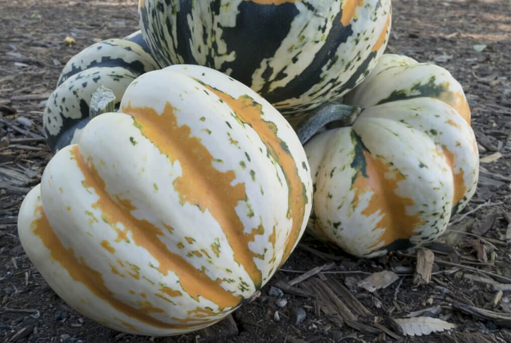 Festival Squash