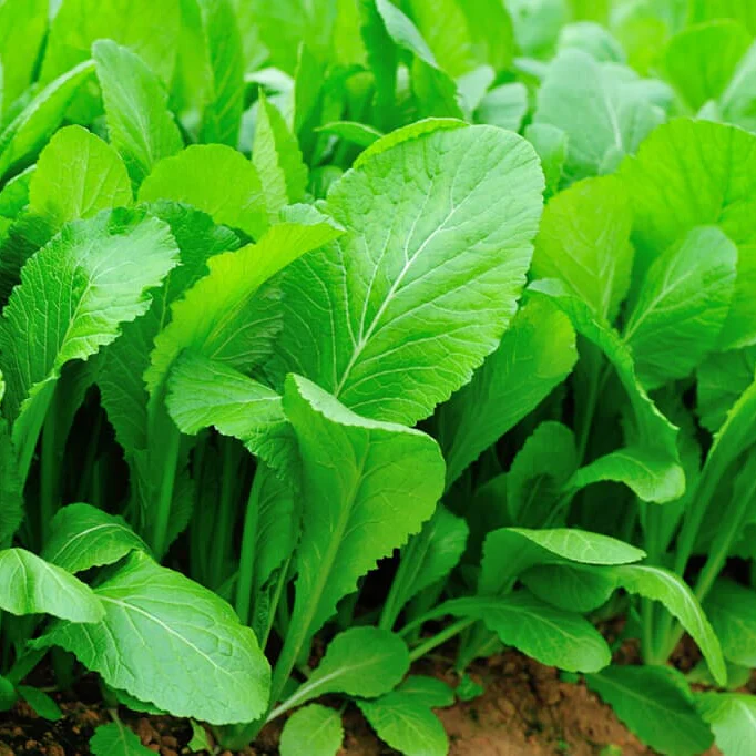 Florida Broadleaf Mustard