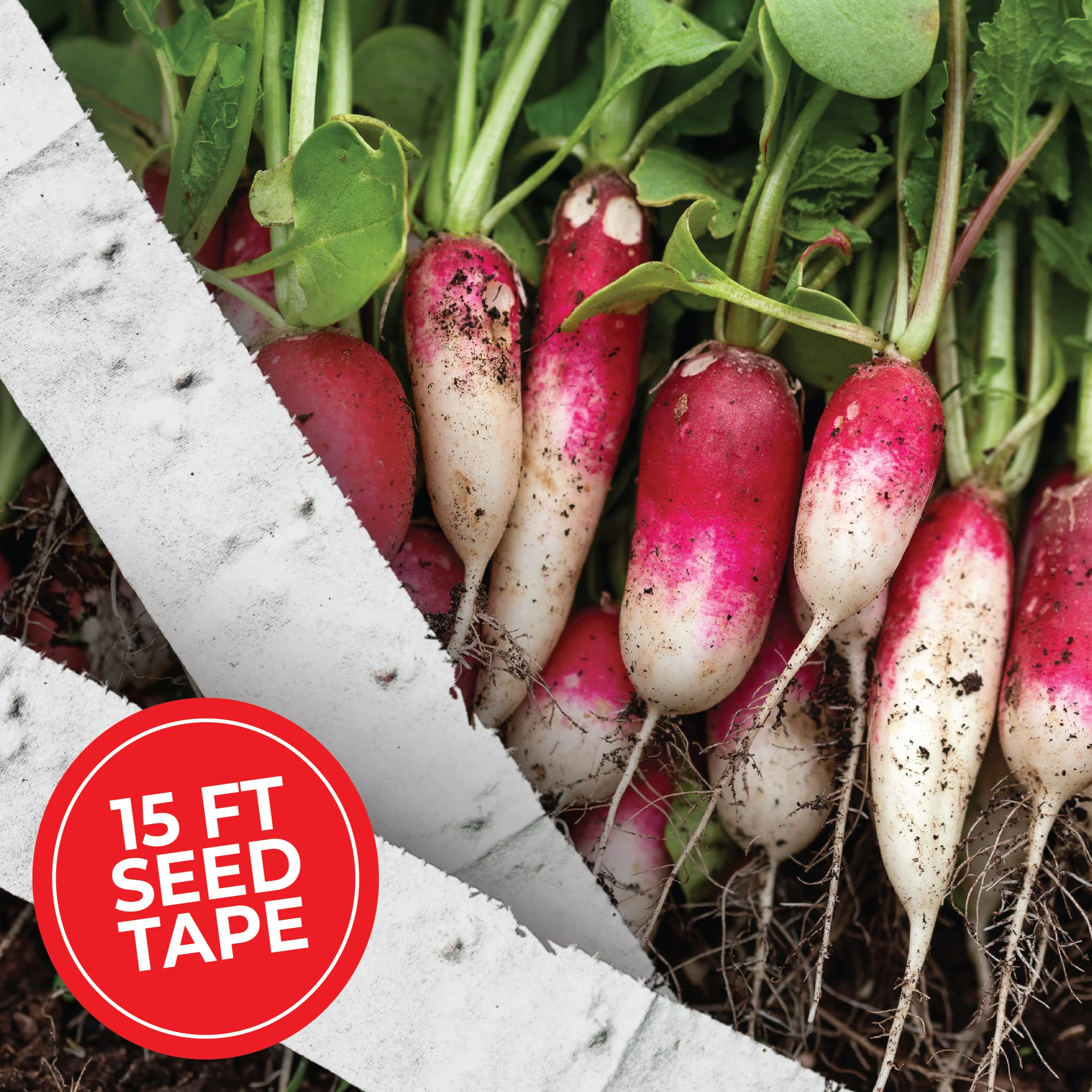 French Breakfast Radish Seed Tape