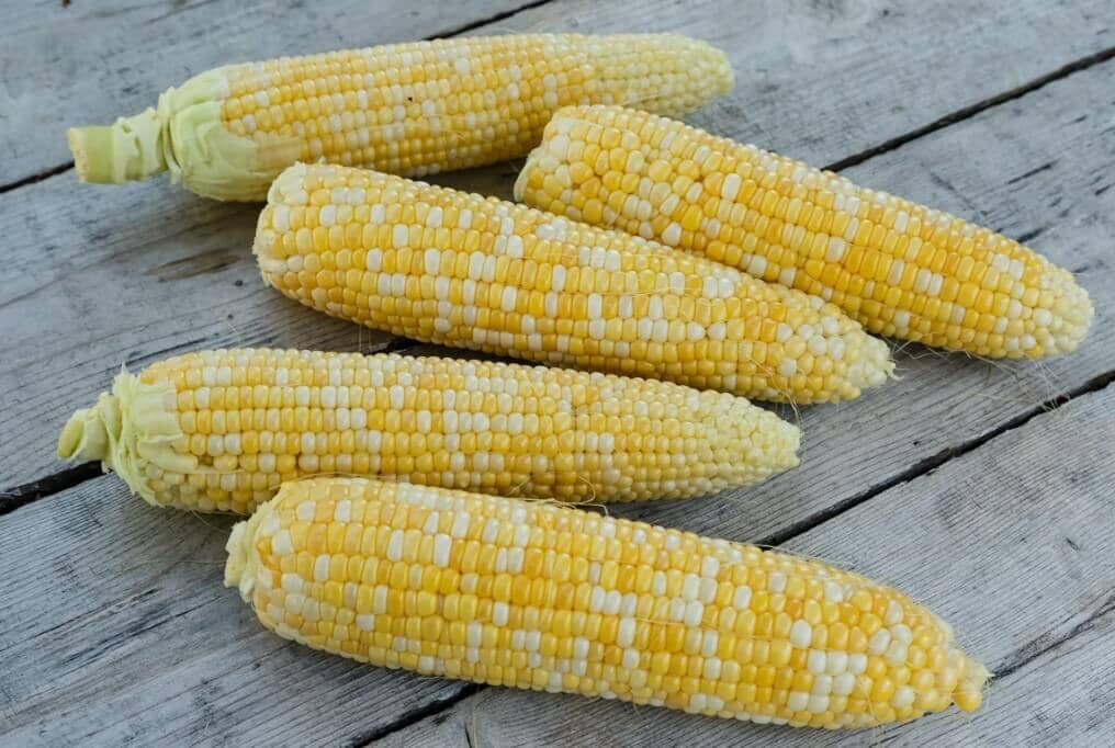 G90 Hybrid Sweet Corn F1