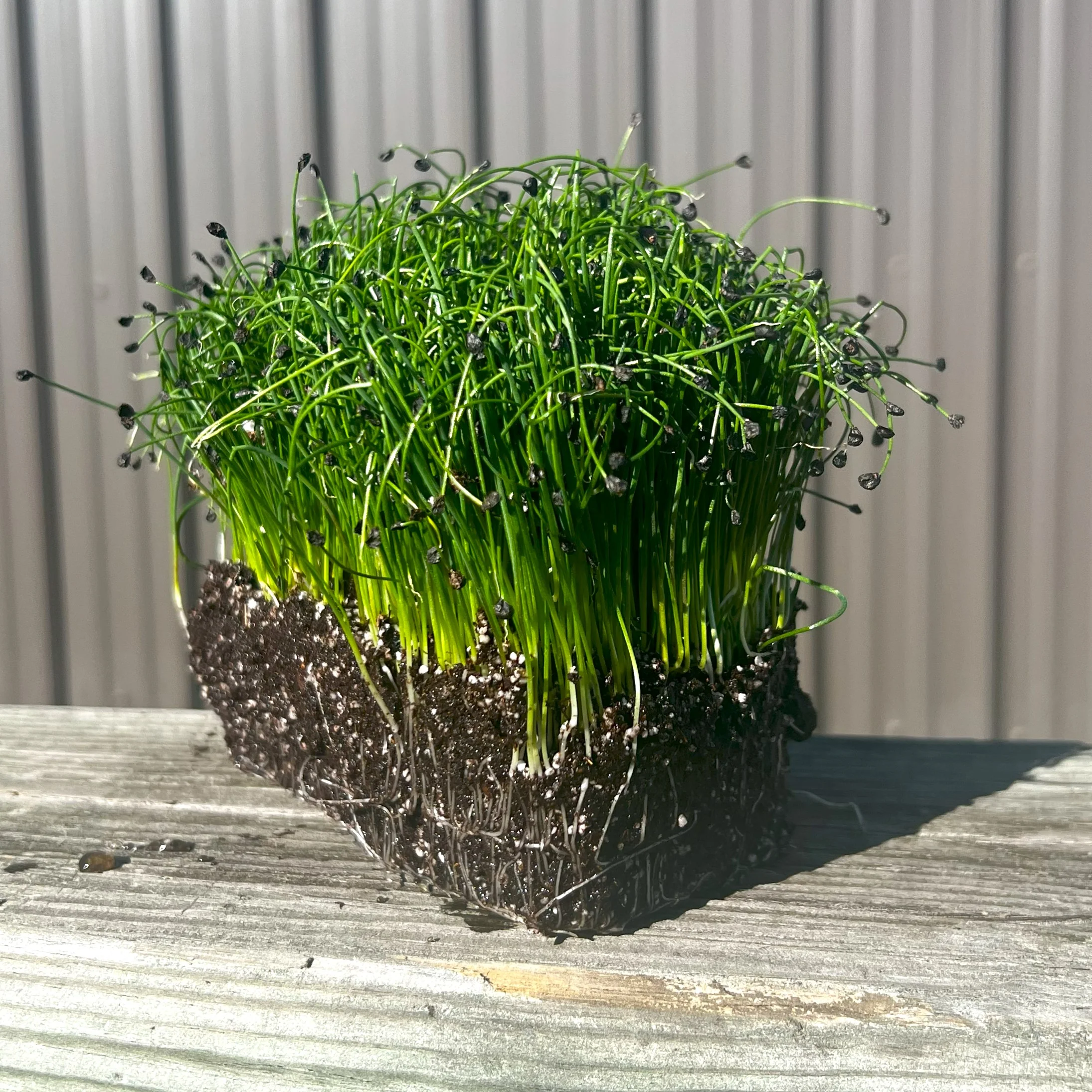 Garlic Chive Microgreens