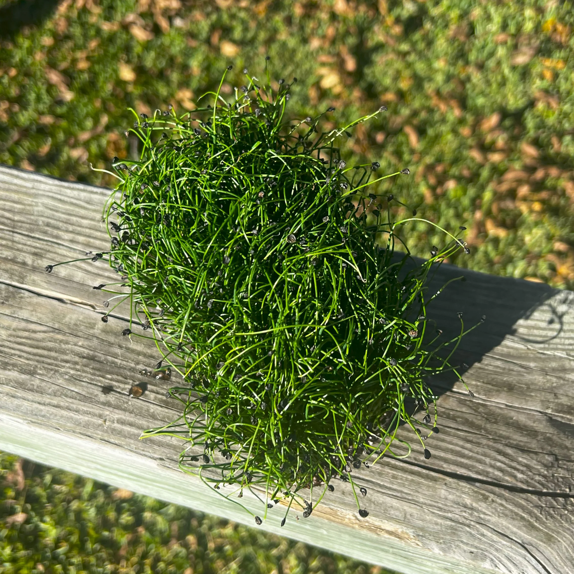 Garlic Chive Microgreens - Image 2