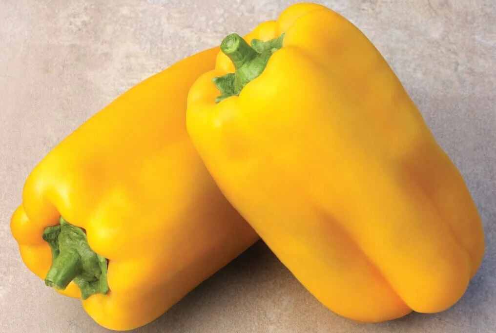 Gold Fortune Hybrid Pepper F1