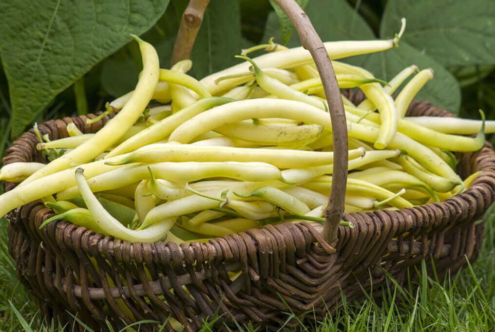 Gold Mine Bean