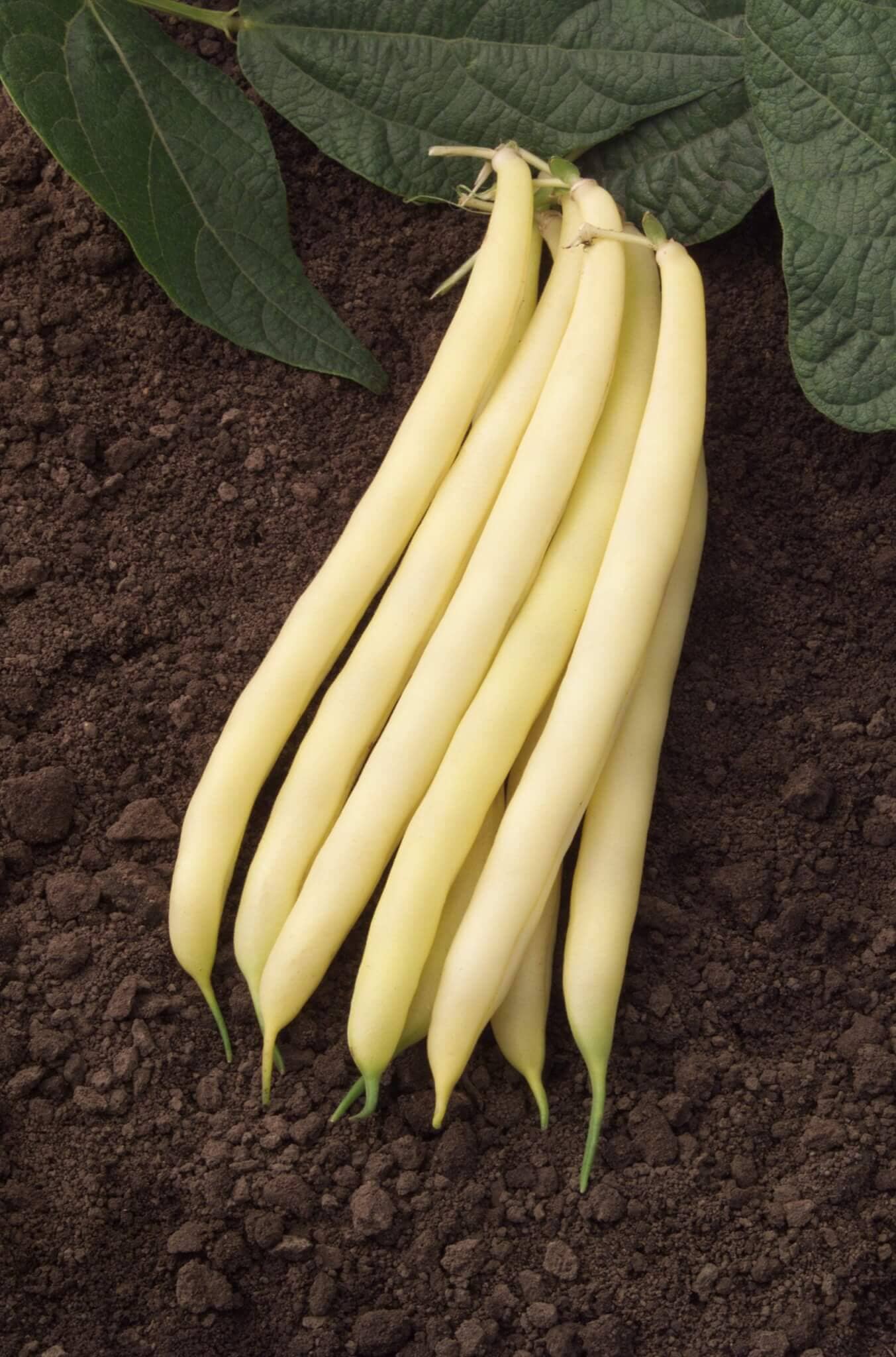 Gold Mine Bean - Image 2