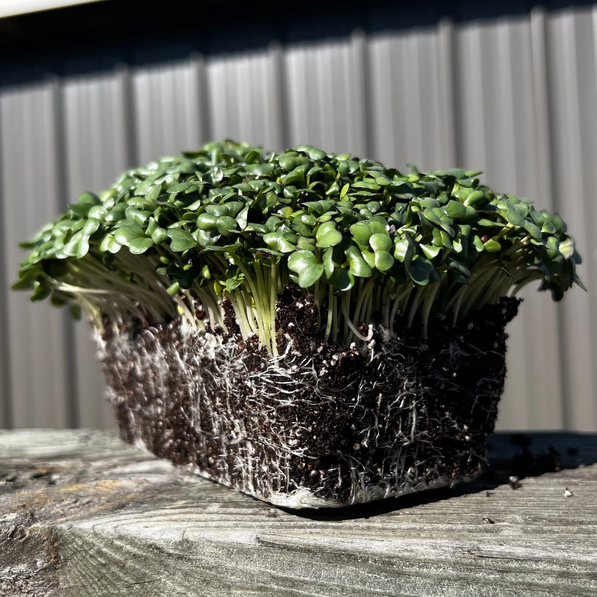 Golden Acre Cabbage Microgreen