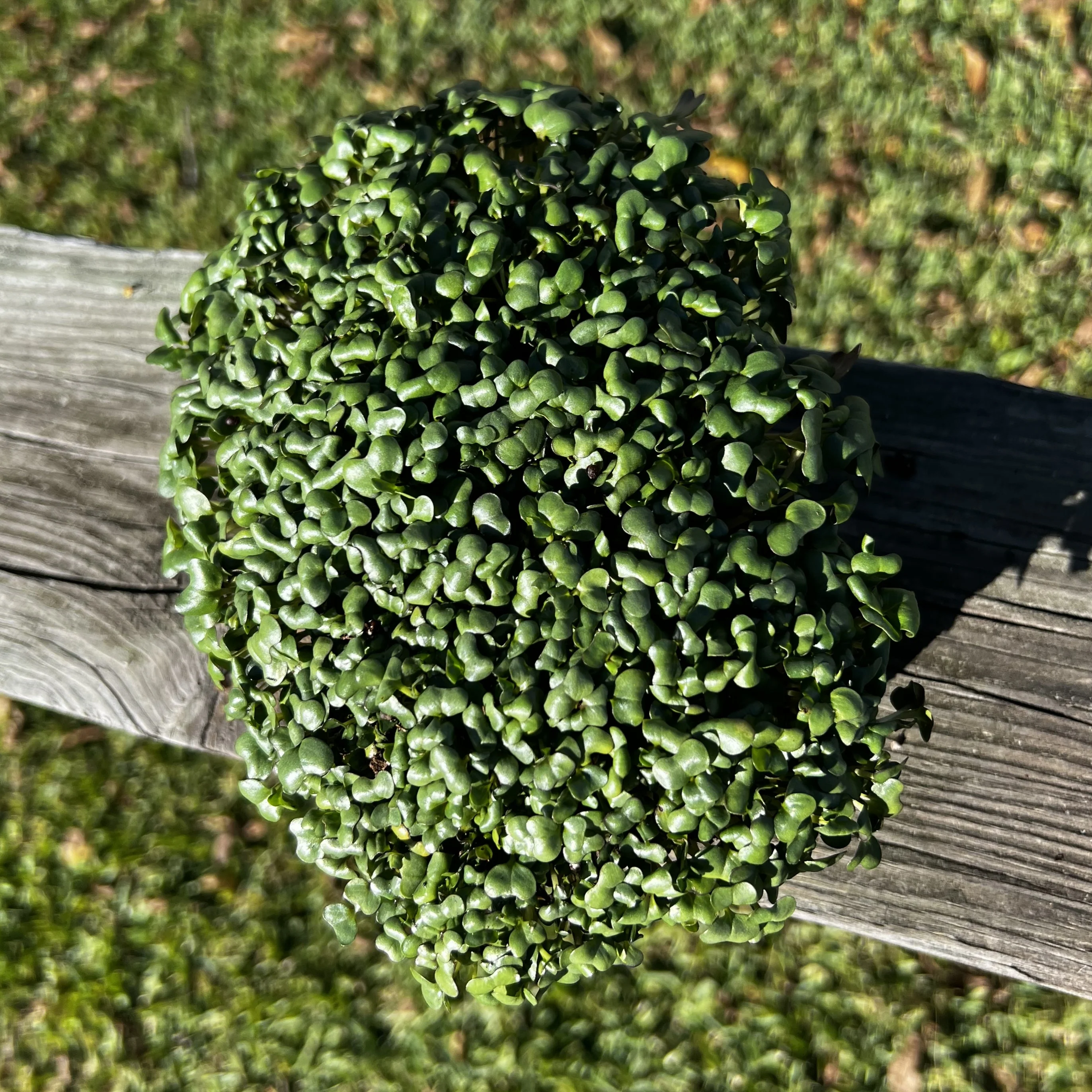 Golden Acre Cabbage Microgreen - Image 2