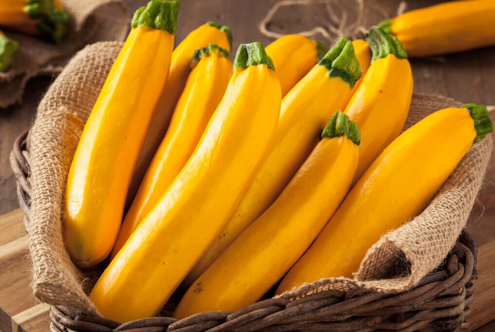 Golden Delight Hybrid Zucchini F1