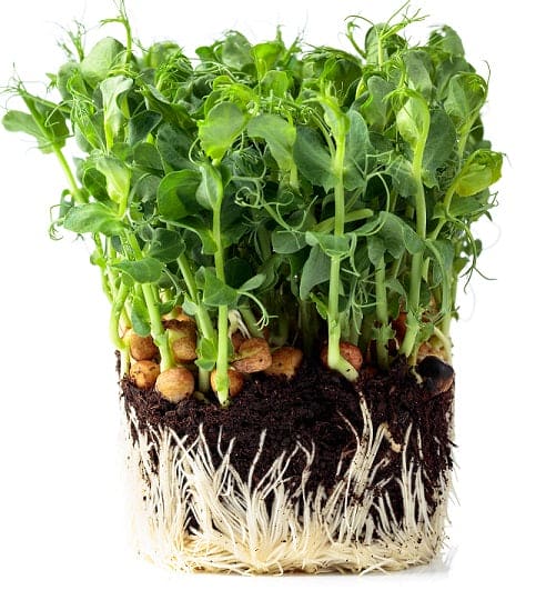 Green Arrow Pea Microgreens