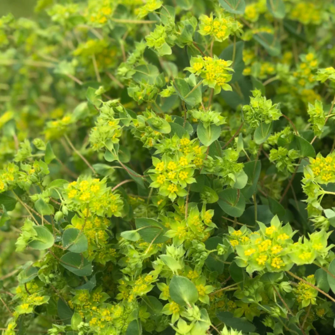 Green Gold Bupleurum - Image 2