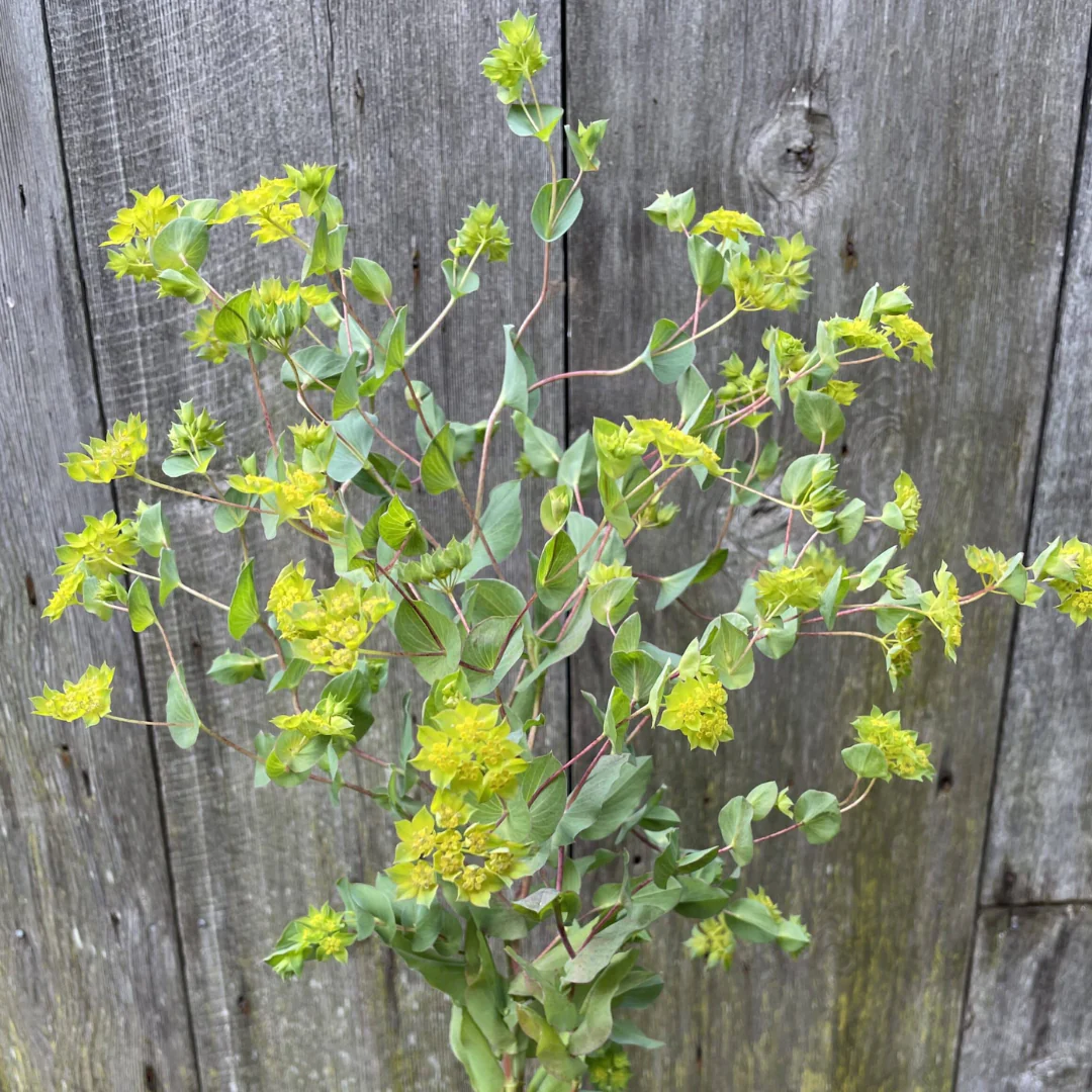 Green Gold Bupleurum - Image 3