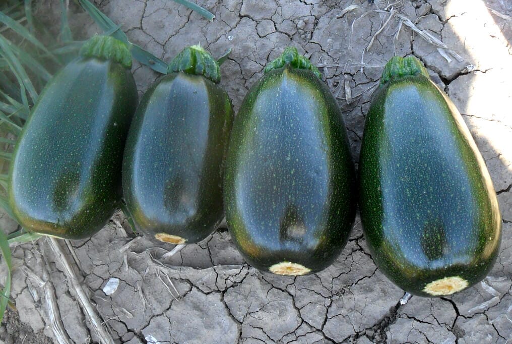 Green Griller Hybrid Squash F1