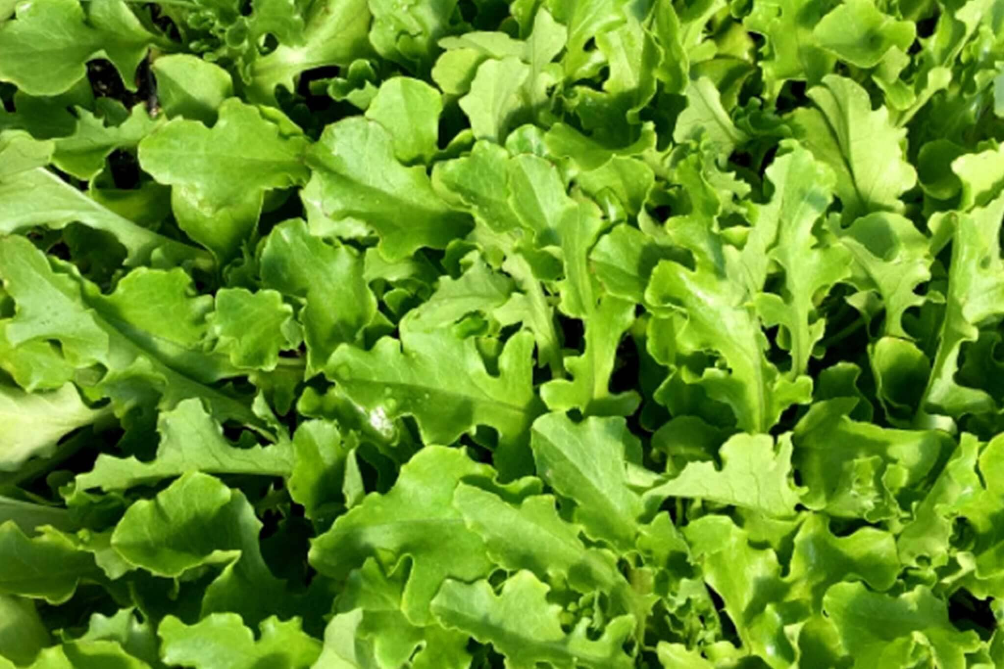 Green Tiger Lettuce
