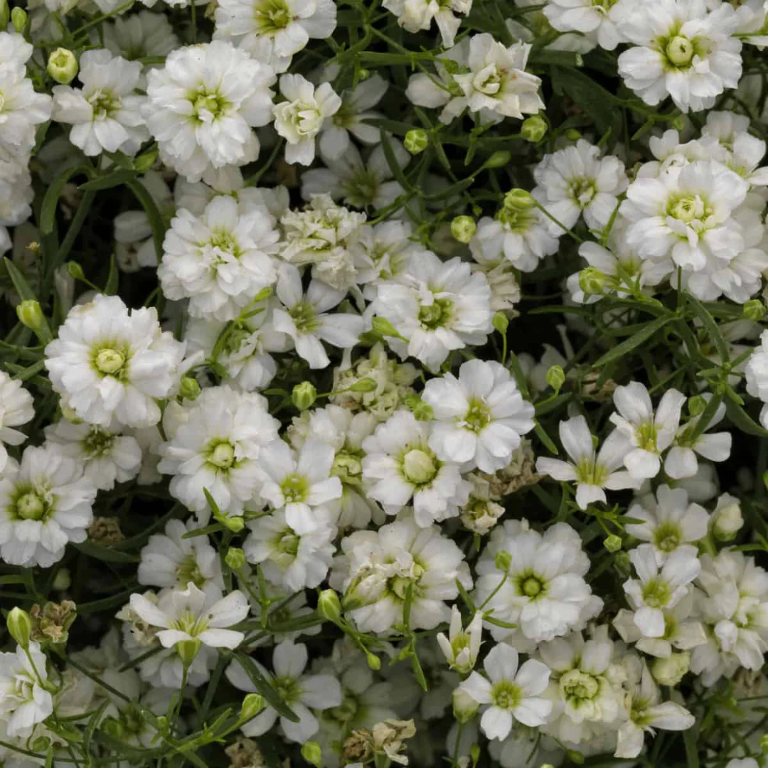 Gypsy White Improved Baby's Breath - Image 3