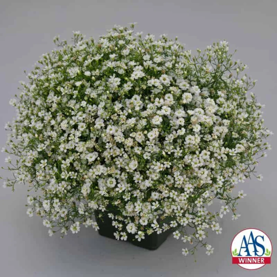 Gypsy White Improved Baby's Breath - Image 4