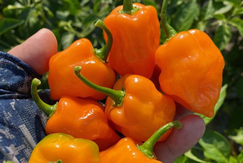Helios Hybrid Habanero Pepper F1