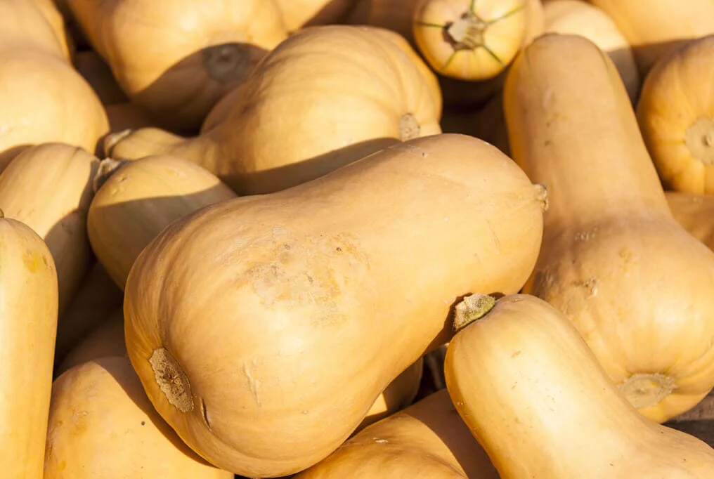 Hoss Butternut Squash
