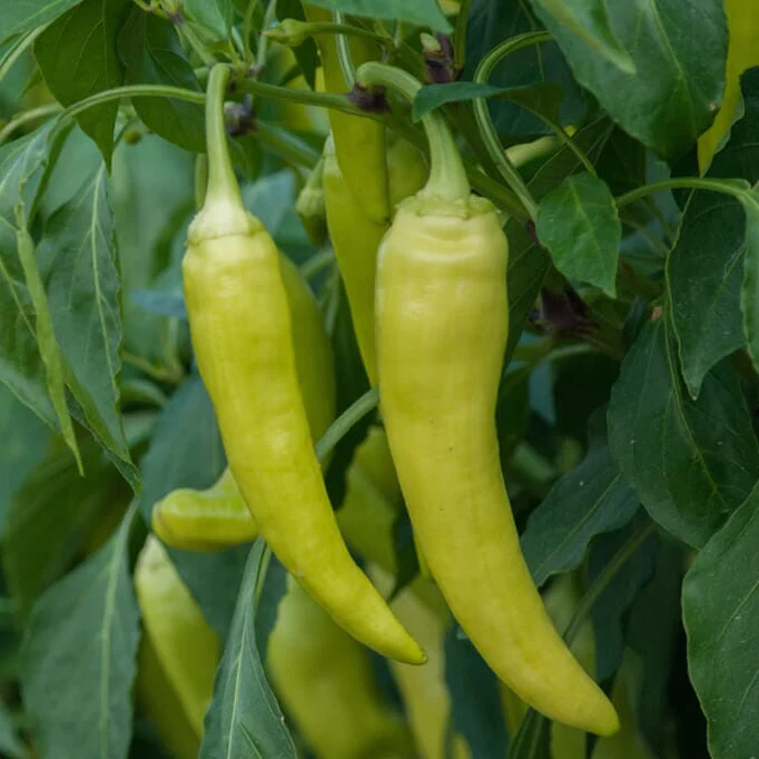 Hossinator Banana Pepper Plugs - Image 2