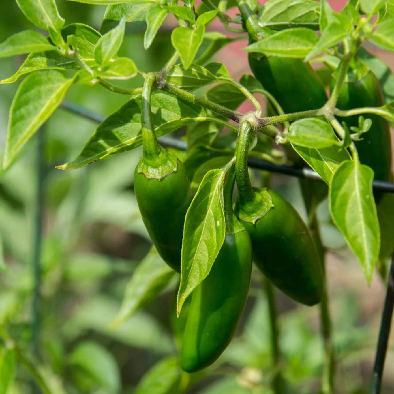 Hossinator Pepper Plug Bundle - Image 4