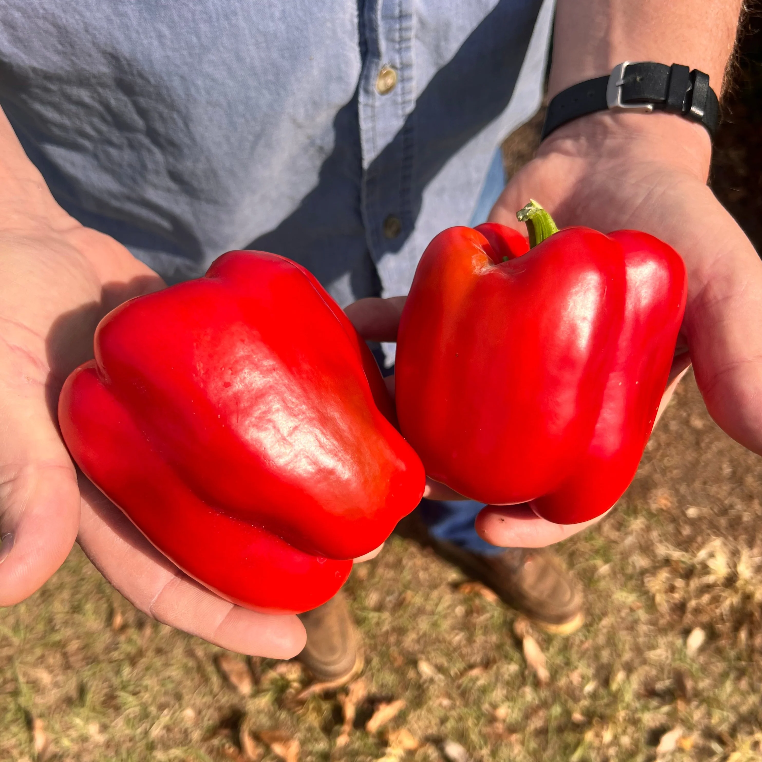 Maximinus Red Hybrid Bell Pepper F1 - Image 2