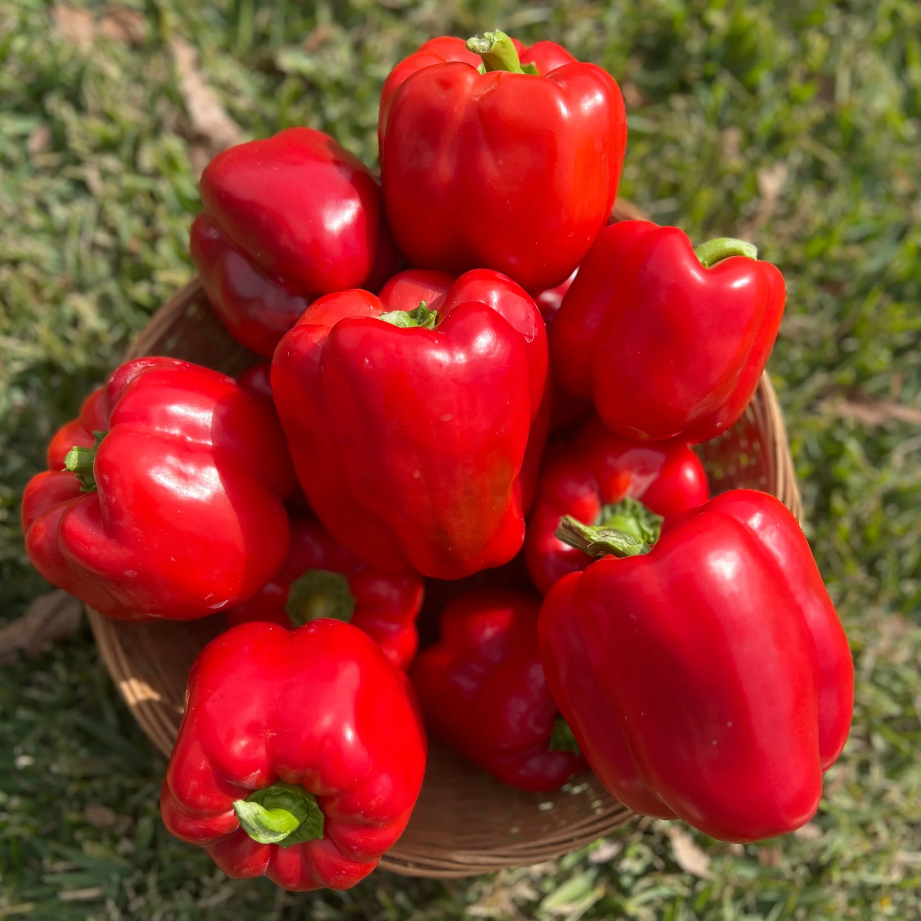 Maximinus Red Hybrid Bell Pepper F1