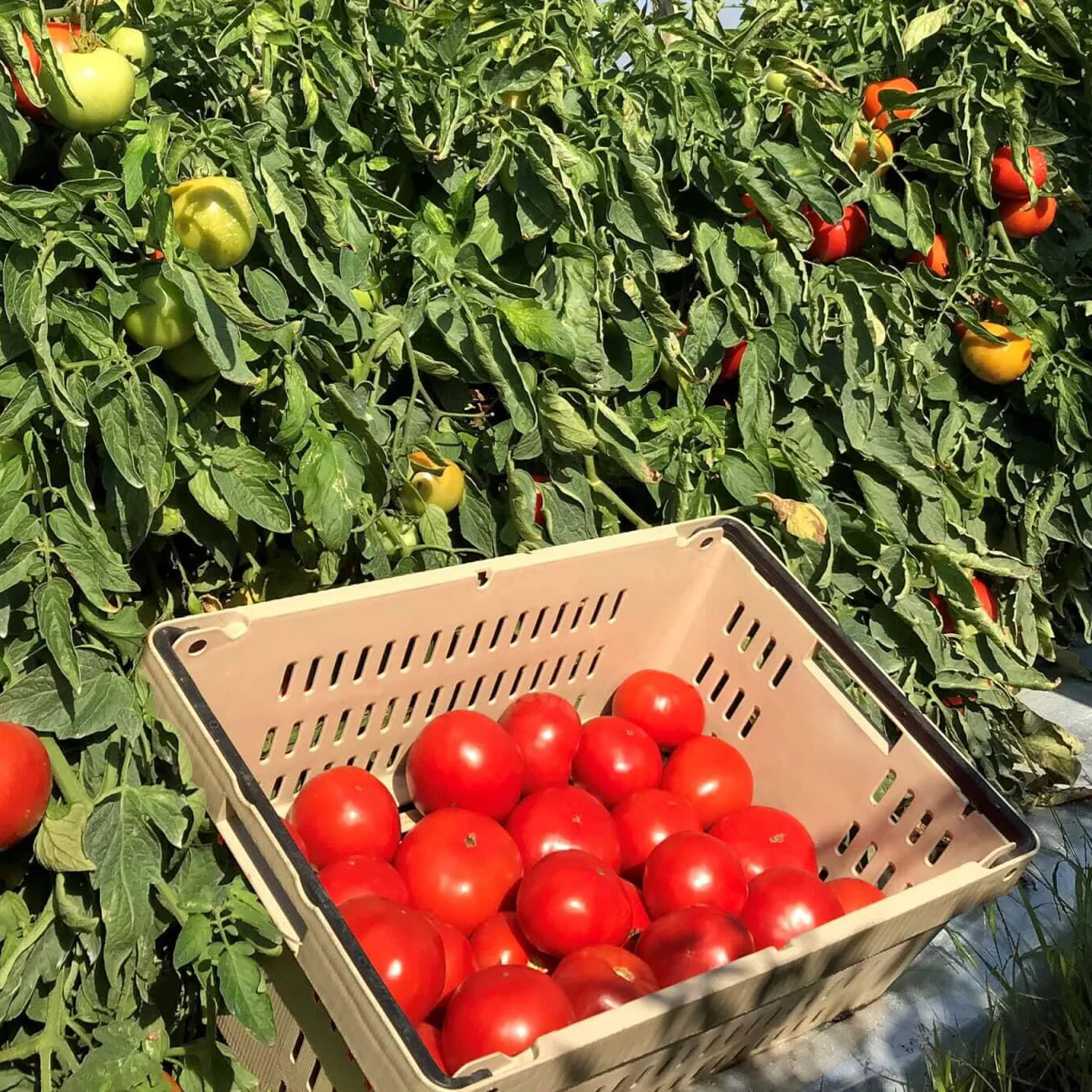 Hossinator Hybrid Tomato F1 - Image 2