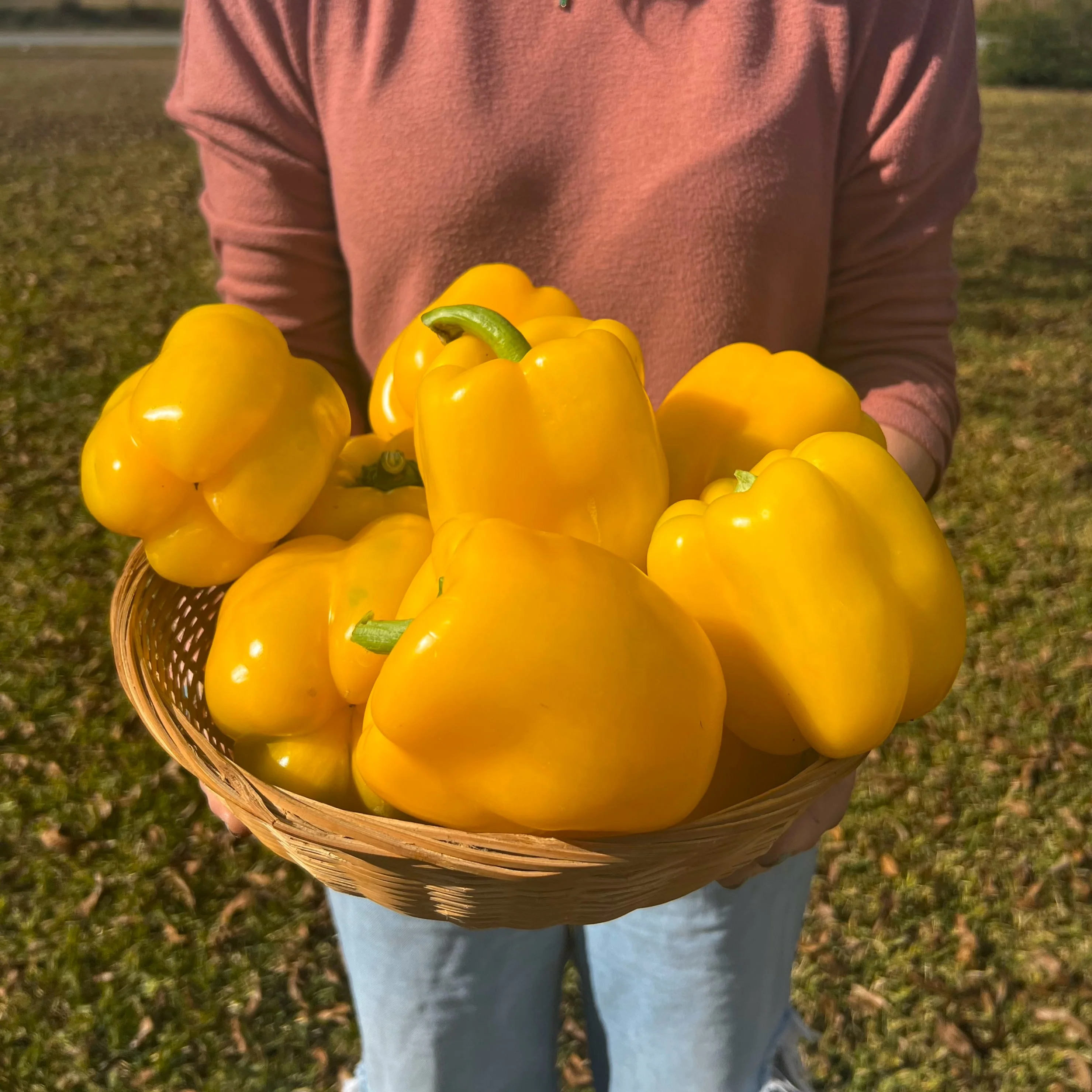 Hossinator Yellow Bell Pepper Plugs - Image 2