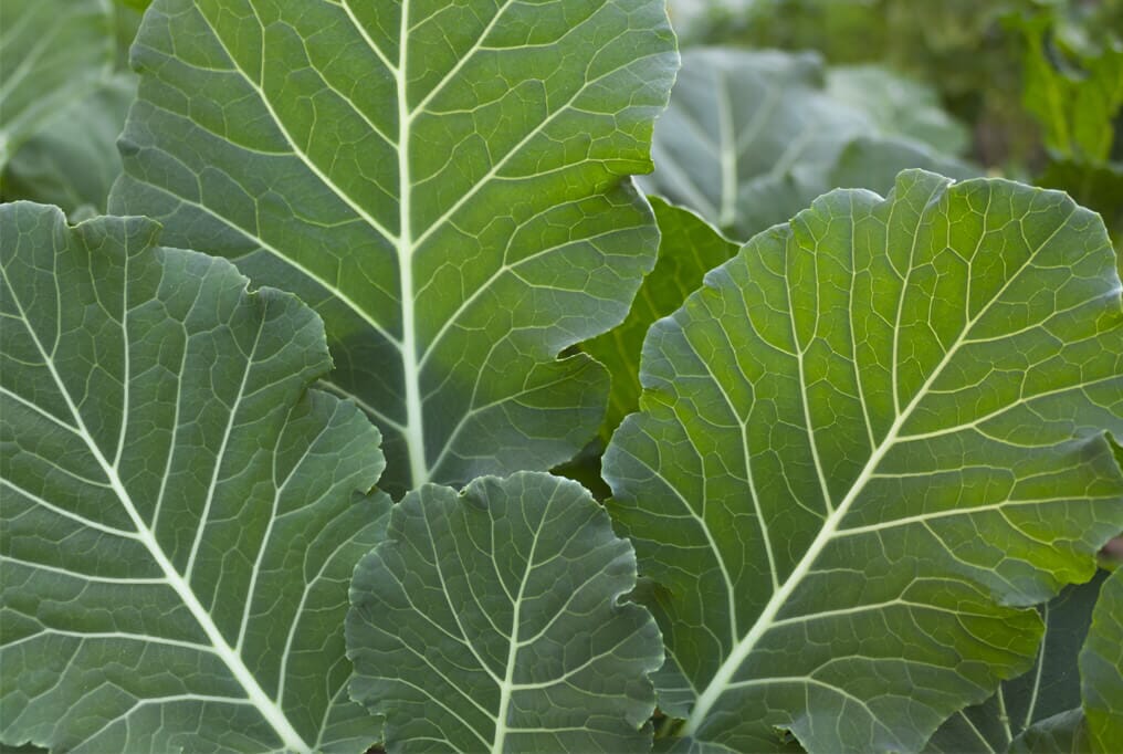 Impact Forage Collard