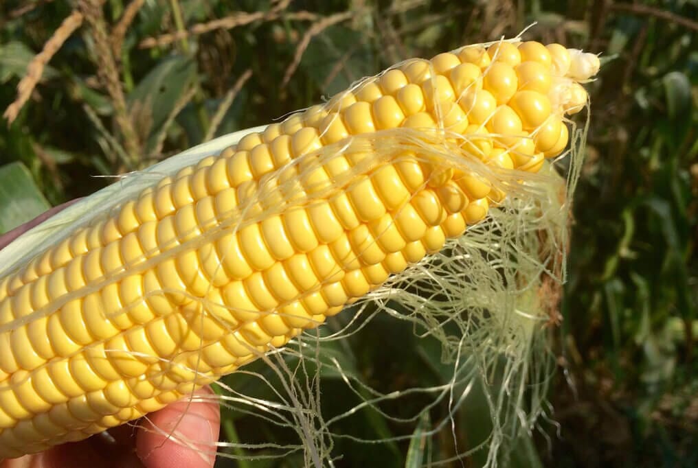 Incredible Hybrid Sweet Corn F1